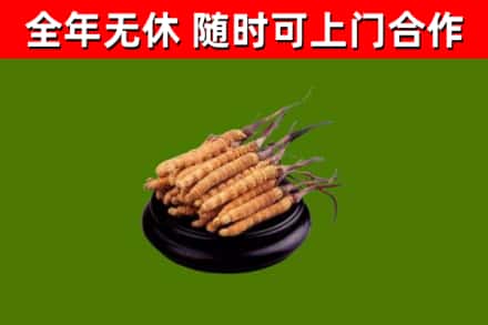 澄迈回收散虫草