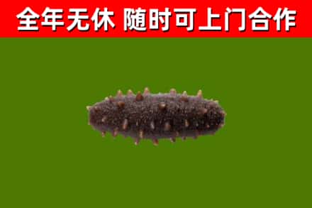 澄迈回收海参干